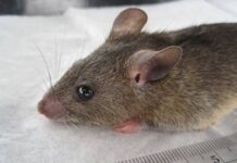 Edo Confirms Lassa Fever Outbreak as Death Toll Rises to Six